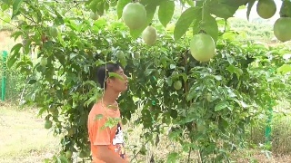 农村小伙逛水果种植基地,它被称&ldquo;水果之王&rdquo;,你吃过吗?