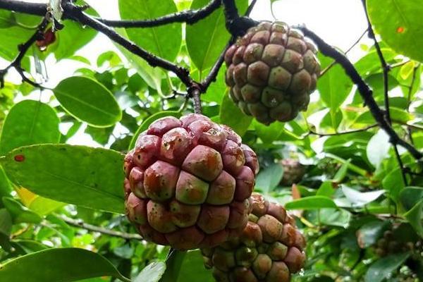 这种野生水果,经过专家研究,种植在家中,也是不错的选择