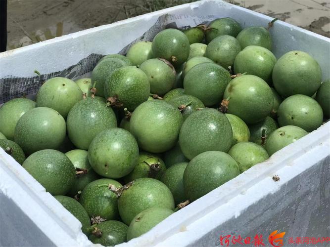 预计到2025年,全镇水果种植面积将达到1.5万亩以上,形成