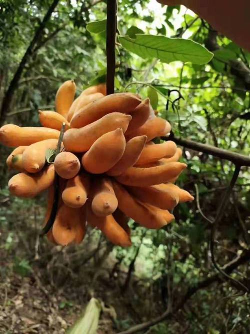 种植之皇妃蕉 皇妃蕉是种什么样的水果 皇妃蕉苗批发】价格_厂家-供应