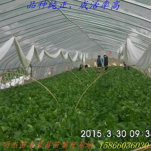 中国工厂网 水果批发工厂网 生鲜水果 草莓 山东省泰安市土德拉草莓苗