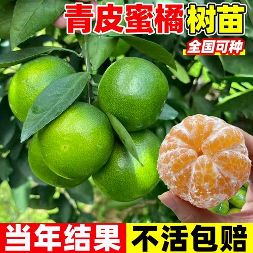 早熟青皮蜜桔耐寒橘子树果树果苗嫁接南北方种植水果四季当年结果