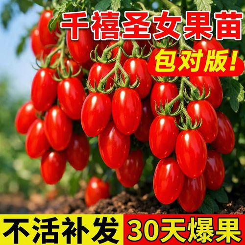 妙普乐千禧圣女果秧超甜小番茄苗秧青甜2号水果阳台种植小西红柿盆栽