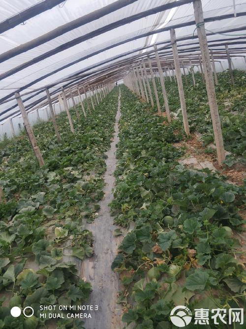 翠宝 无公害水果  自家种植
